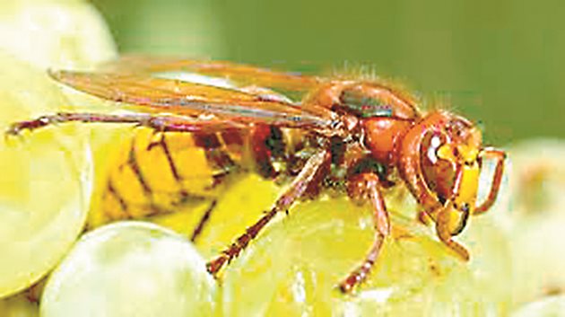 В жегата насекомите са по-раздразнени и опасни