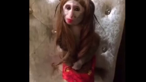 Гримирана маймунка стана хит в интернет (видео)