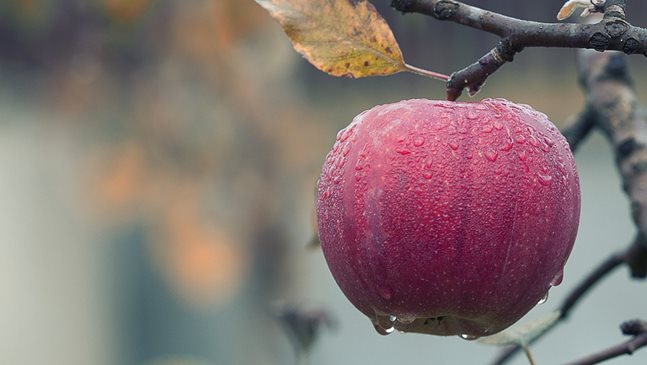 Ползите на ябълката за здравето ни
