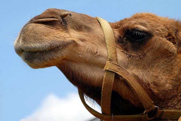 В Дубай беше открита болница за камили за 10 милиона долара  СНИМКА: pixabay