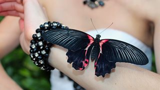 Пеперуди сбъдват желания за хубост
