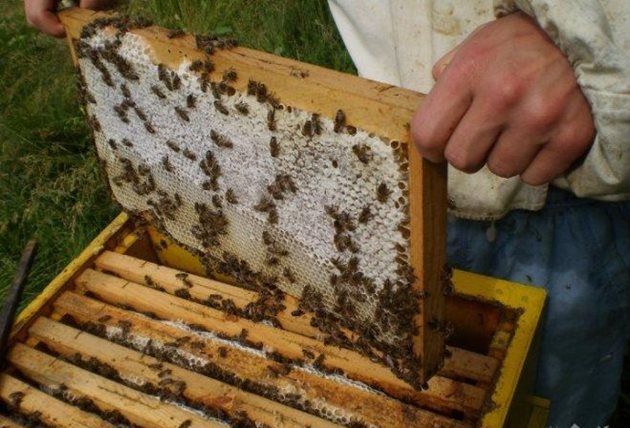 За да се изхрани 1 кг пчели в светли пити, пчелите изразходват 2,5 кг мед, в кафяви - 2,9, а в тъмни - 3,7 кг.