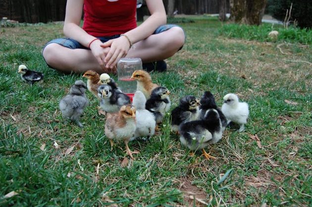 Идеалният вариант е пилетата от различни породи да пораснат заедно
