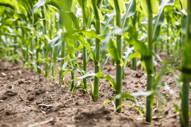 Високи резултати в царевицата след рекордната сеитба