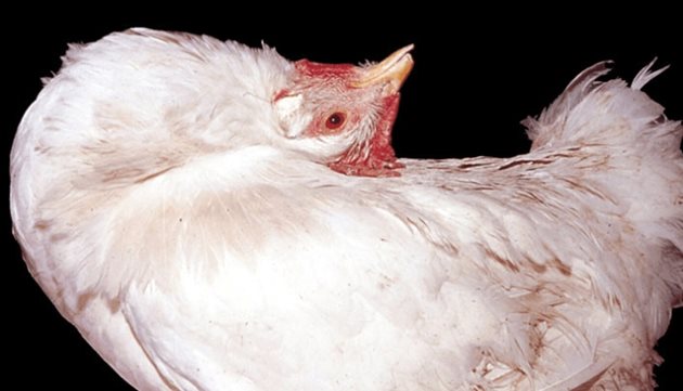 При енцефаломалация при пилетата се наблюдават внезапно изпъване на краката или изпъване на главата и врата нагоре