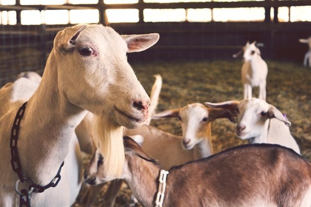 В дневната дажба на козата трябва да се включат 12-15 г готварска сол, 10-12 г диамониев фосфат и от 0,15 до 0,8 мг йод на 1 кг сух фураж на коза, както и микроелементи - купуват се от ветеринарната аптека