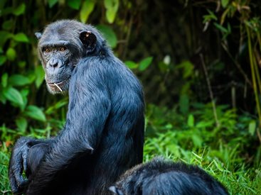 Проучване: Шимпанзетата бонобо имат най-дълга памет – до 25 години
