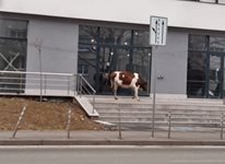Крава се разходи из "Овча купел 1" в София