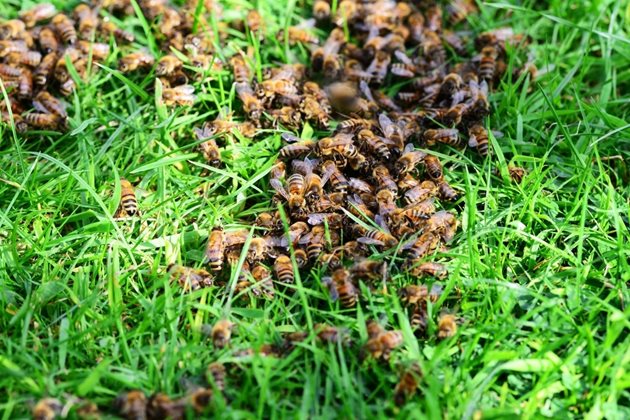 Естественото роене е един от най-леките начини за увеличаване броя на пчелните семейства. За малките любителски пчелини този метод е добър, но за големите, промишлените, не е подходящ.
