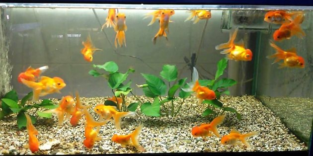 Дъното на аквариума на златните рибки трябва да е покрито с чакъл. Причината за това е, че рибките ровят дъното, защото търсят храна. Затова растенията трябва да са добре вкоренени, малко на брой и с добре развити плътни листа и стъбла.