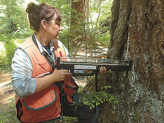 Резистографът е инструмент, който открива гниене и пукнатини в ствола на дървета и дървени конструкции