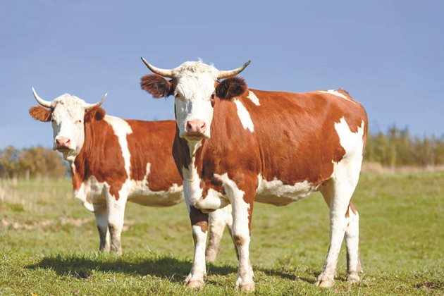 Отглеждането на крави в населените места създава и проблеми.