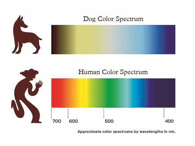 Сравнение на спектъра на цветовете, които хората и кучетата виждат