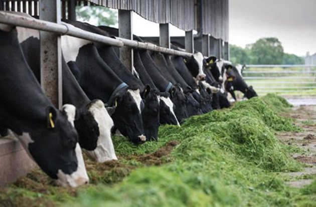 Основната вреда върху климата е свързана с потреблението на растенията от страна на животните. Вместо растенията да поглъщат въглеродния двуокис самите те биват изяждани от кравите. Например за получаването на 450 г животински белтък са необходими 4,5 кг растителен белтък.