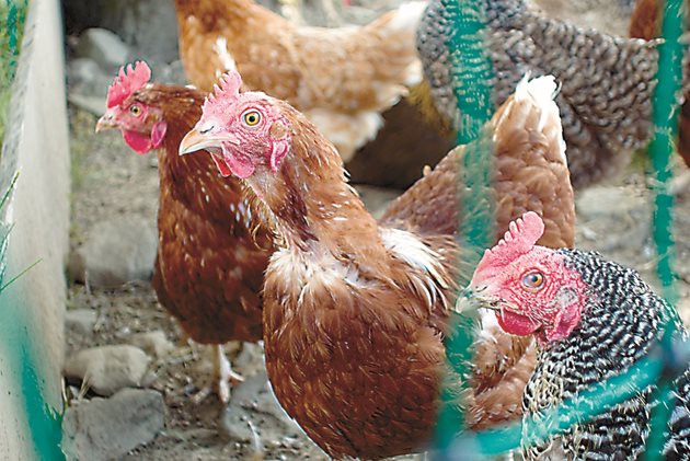 За пилетата бройлери падането на перата също е вредно, защото техният топлообмен е слабо развит и при липса на покритие лесно се разболяват