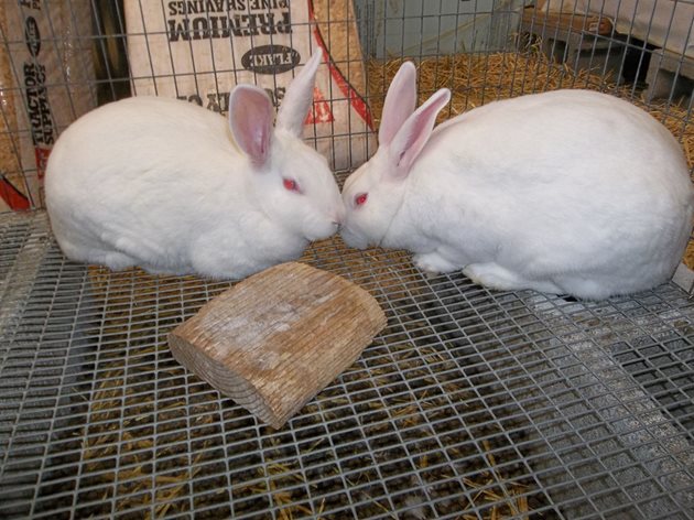 Правилният подбор на двойка за разплод е гаранция за получаване на много и здрави зайчета