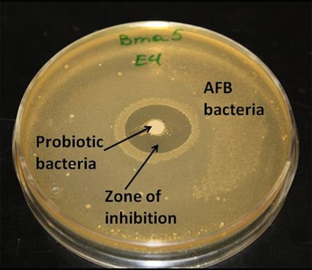 Благоприятните бактерии в пчелните черва потискат растежа на патогенните бактерии и дрождите. В тази петриева чиния д-р Ева Форсгрен засади акар с AFB бактерии и поставя диск от полезни бактерии в центъра. Нарастването на AFB бактериите е потиснато от наличието на полезните бактерии. Снимката е предоставена от д-р Ева Форсгрен.