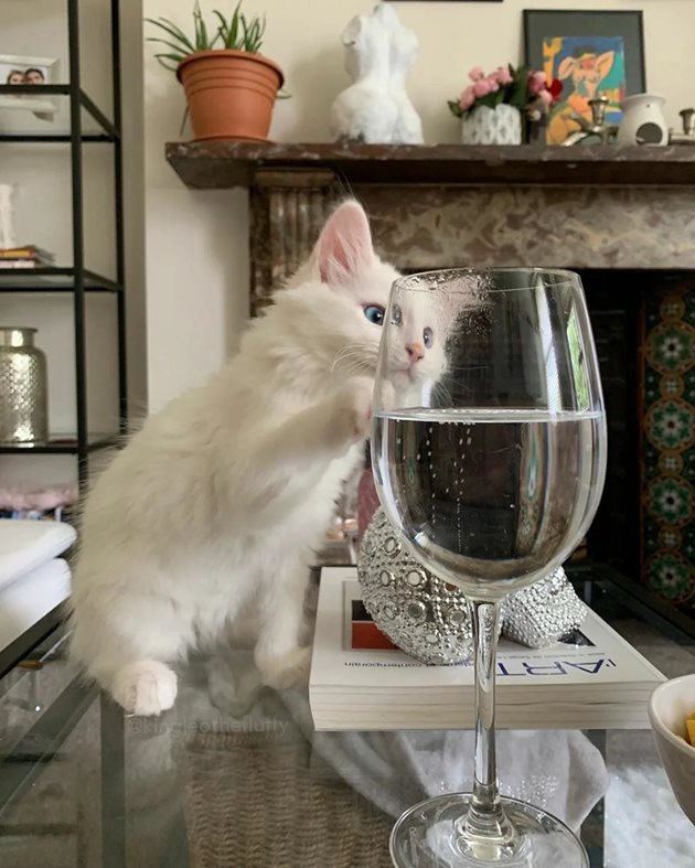 Коте опитва дали този път чашата ще отскочи от пода