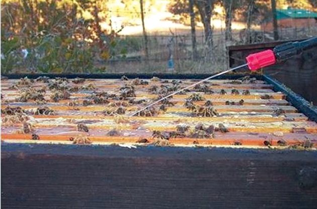 100% ефикасен метод за борба с вароатозата по пчелите все още няма, няма и да има