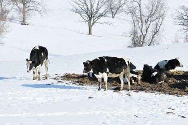 При много ниски минусови температури не пускайте кравите навън. А когато забележите симптоми на простуда, незабавно приберете животното в обора.