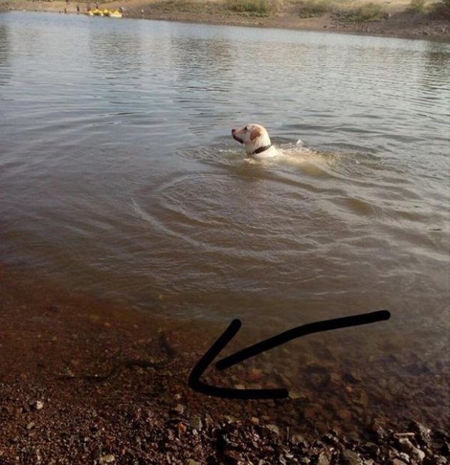 Внимавайте, когато пускате кучето да плува, особено в басейни със застояла вода. Там често има отровни змии. В случая змията е още на сушата.