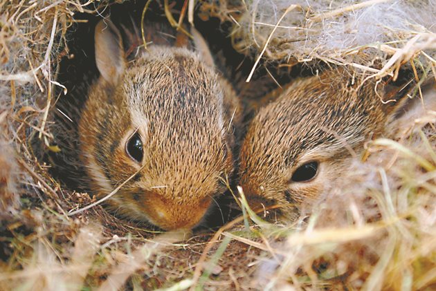 Ако се види, че отбитите зайчета се развиват неравномерно изоставащите се отделят и се хранят усилено.