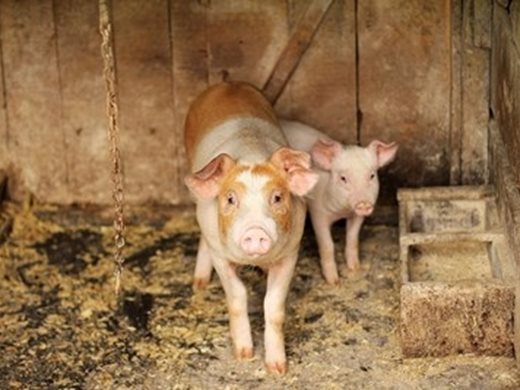 Ветеринари: Има опасност от африканска чума по свинете и в Северна Македония