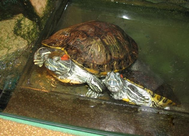 Червенобузите костенурки имат много почитатели, но малко от тях успяват да се справят при отглеждането им