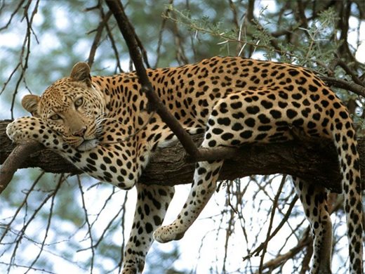 Учени изследват ДНК на най-редкия вид леопард