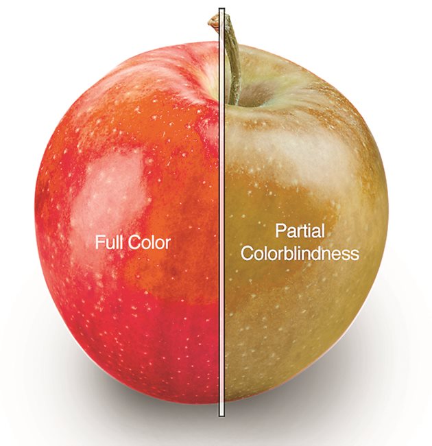 Така изглежда една ябълка в пълноцветната гама (лявата половина) и с частична цветна слепота (дясната половина)