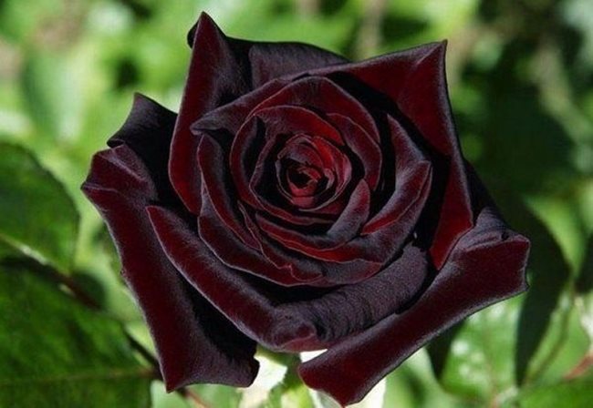 Роза Black Bakkara