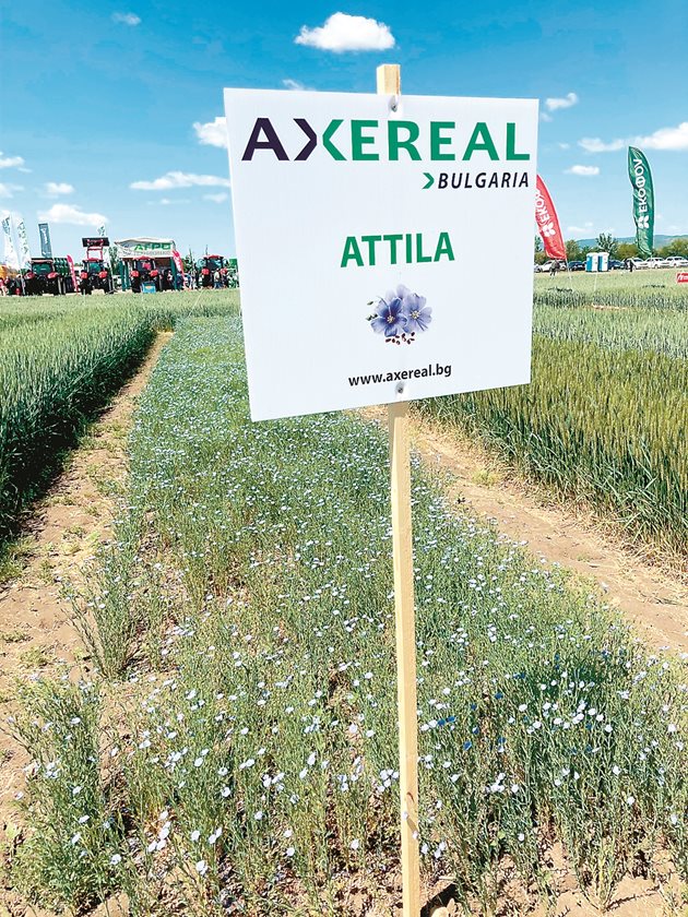 Цъфналият маслодаен лен на Аксереал успешно се развива в България вече пета година, а тази година изкупната му цена е драстично увеличена, което може единствено да го направи още по-атрактивно решение за земеделците