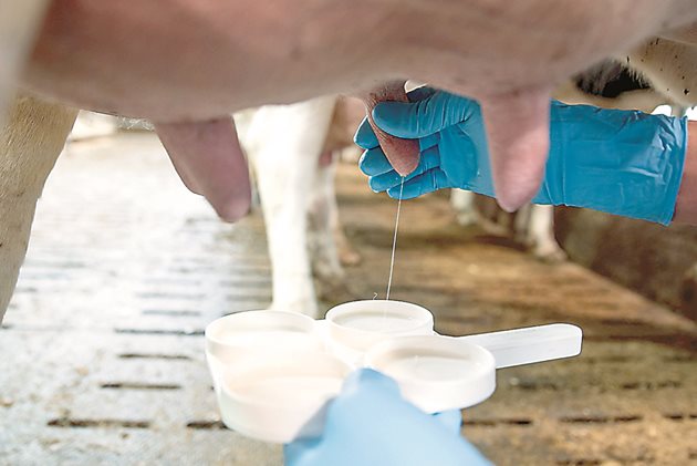 Грижата за вимето е от първостепенно значение – така се следи за здравето на кравата, а оттам и за качеството на издоеното мляко