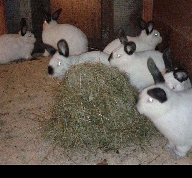 Зайците трябва да разполагат със сено през зимата
