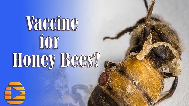 Последната "спасителна мярка", която също напоследък се коментира, е да се ваксинират медоносните пчели срещу заболявания, свързани с колапса на колонии, метод (наречен PrimeBEE)