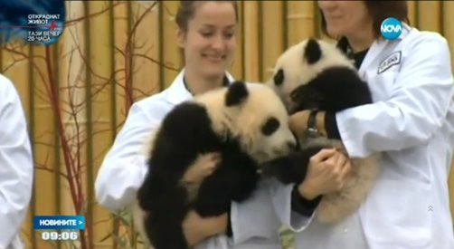 Канадският премиер кръсти бебета панди (видео)