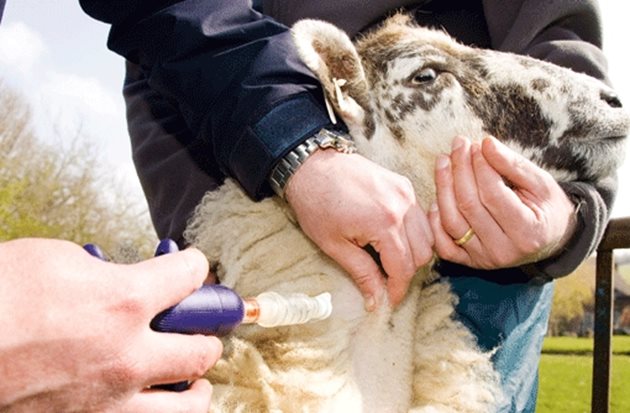 Освен къпането и намазването на козите и овцете с противопаразитни средства може да се приложат и инжекции. Но те задължително се правят от ветеринарен специалист.