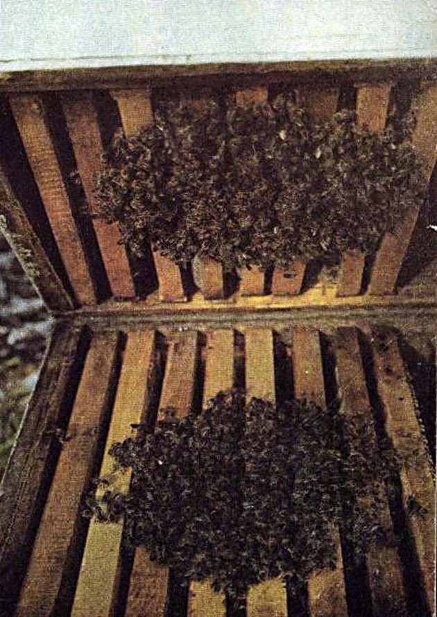 Пчелите, разположени по повърхността на кълбото, са предимно стари. Те се притискат плътно една до друга и подпъхват главите и гърдите си под коремчетата на разположените над тях, подобно на керемиди.
