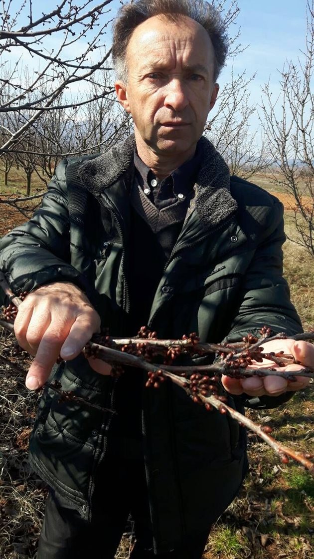 Доц. Сотиров в черешовата градина на Института по земеделие - Кюстендил
