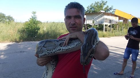 Колекционерът на влечуги Николай Петков пред "България Днес": Не правете укрития за змиите в домовете