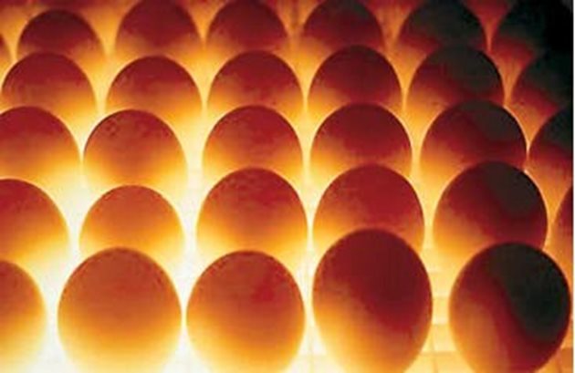 Яйцата се нареждат на скарите в инкубатора и в продължение на 5 часа се подгряват при температура 37,5 градуса и влажност 70 градуса. След това се пренасят в помещението за съхранение и може да стоят там до 15 дни преди инкубацията.