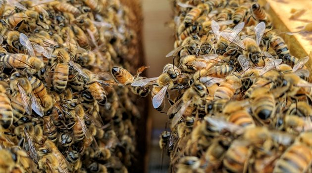 При липсата на пило пчелите кърмачки консумират сами пчелното си млечице, яйчните им тръбици се доразвиват и стават способни да произвеждат яйца. Тези пчели се наричат "анатомични търтовки"