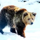 Жителите на родопското село Могилица:  Страх ни е от мечките!
