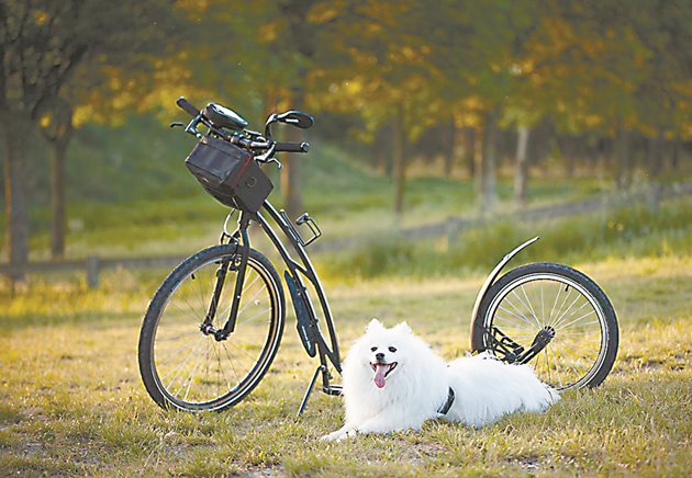 Американско ескимоско куче си почива до паркирания велосипед.