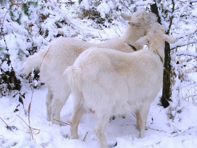 За зимна паша на козите в сняг са подходящи и храстите, както и ниската дървесна растителност