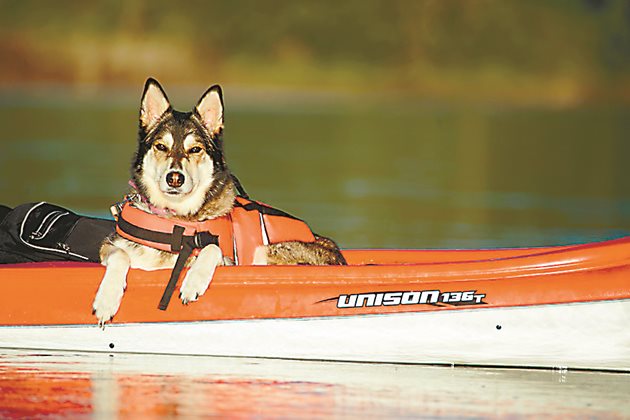 Разходка с лодка на възрастно куче. Не забравяйте спасителната жилетка!