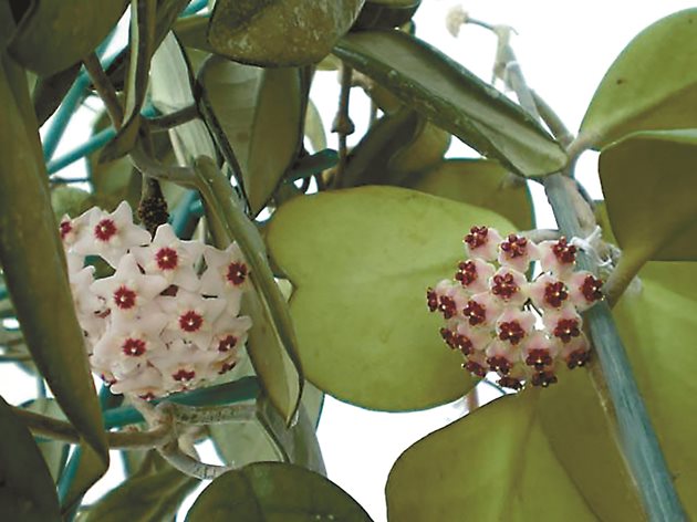 Източник: https://commons.wikimedia.org/wiki/File:Hoya-kerrii_flowers_op.jpg)