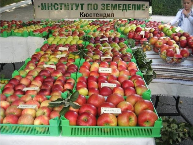 Български сортове ябълки, селекционирани в Института по земеделие в Кюстендил