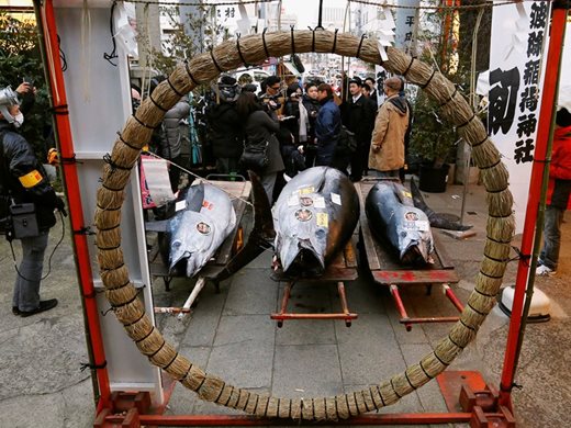 Продадоха риба тон за 323 хиляди долара на борсата в Токио

