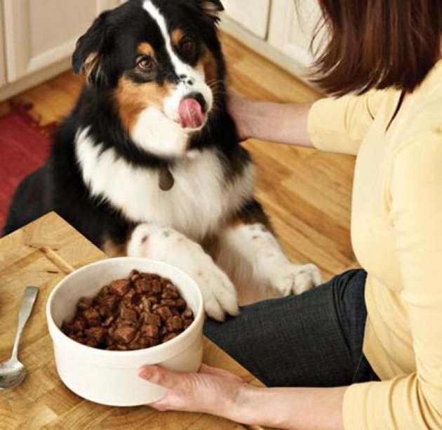 Нахранете кучето, преди да седнете вие да се храните